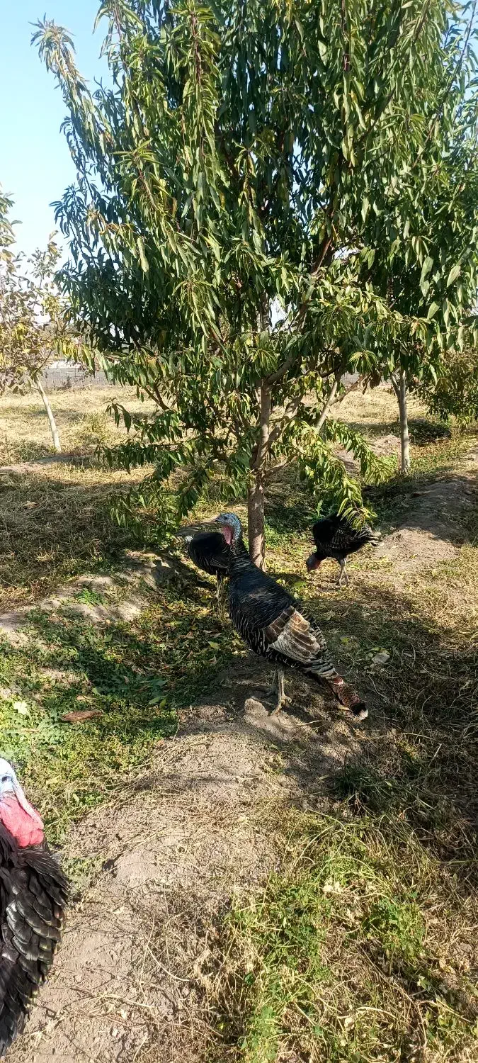 سه عدد بوقلمون یک ساله|حیوانات مزرعه|خوی, |دیوار