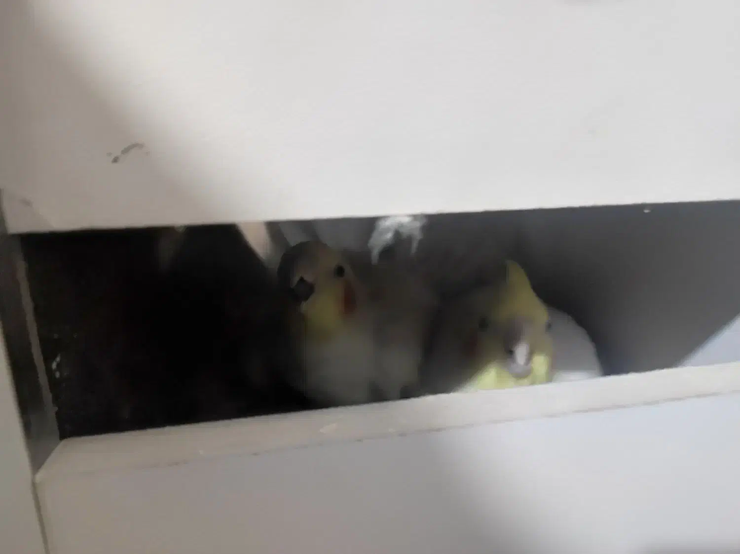 جفت عروس هلندی لوتینو باقفس هرفه ای جدا کننده|پرنده|مبارکه, |دیوار