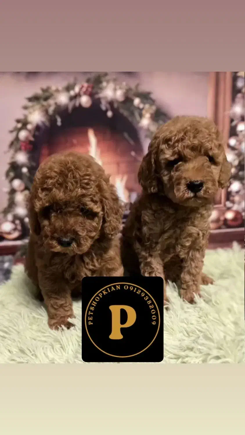 توله سگ نژاد پودل|سگ|تهران, صادقیه|دیوار