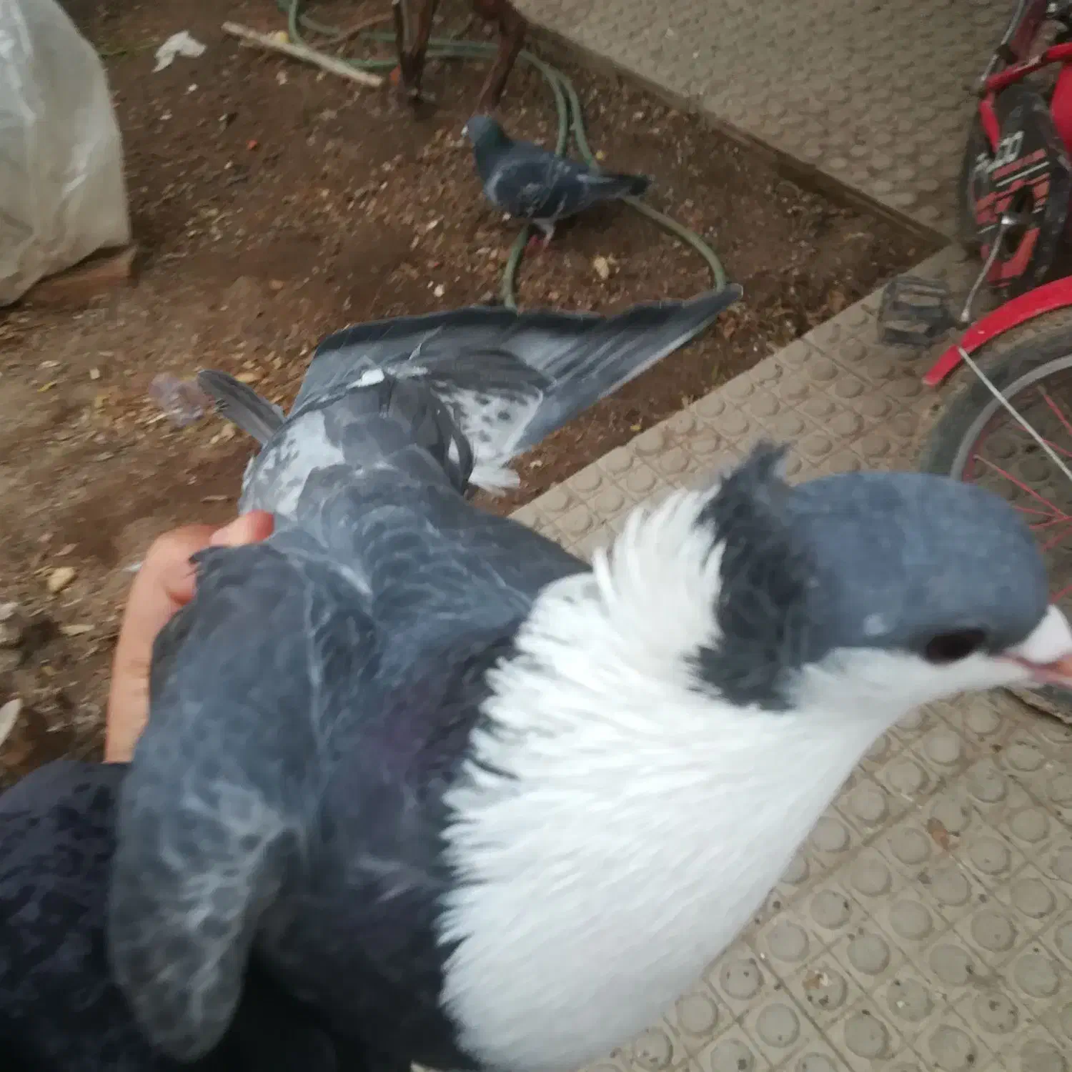 کفتر|پرنده|کرمان, |دیوار