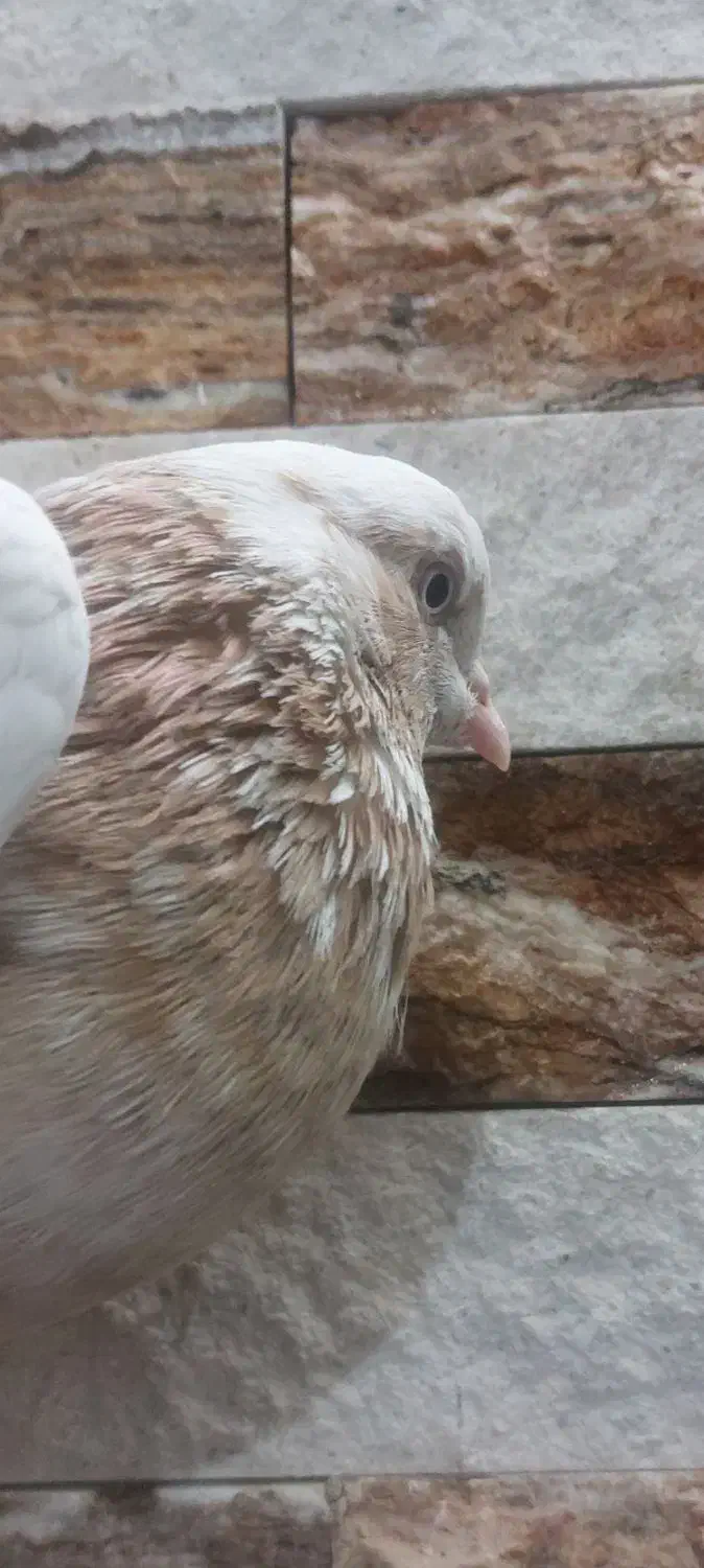 کبوتر ماده|پرنده|نجفآباد, یزدانشهر|دیوار