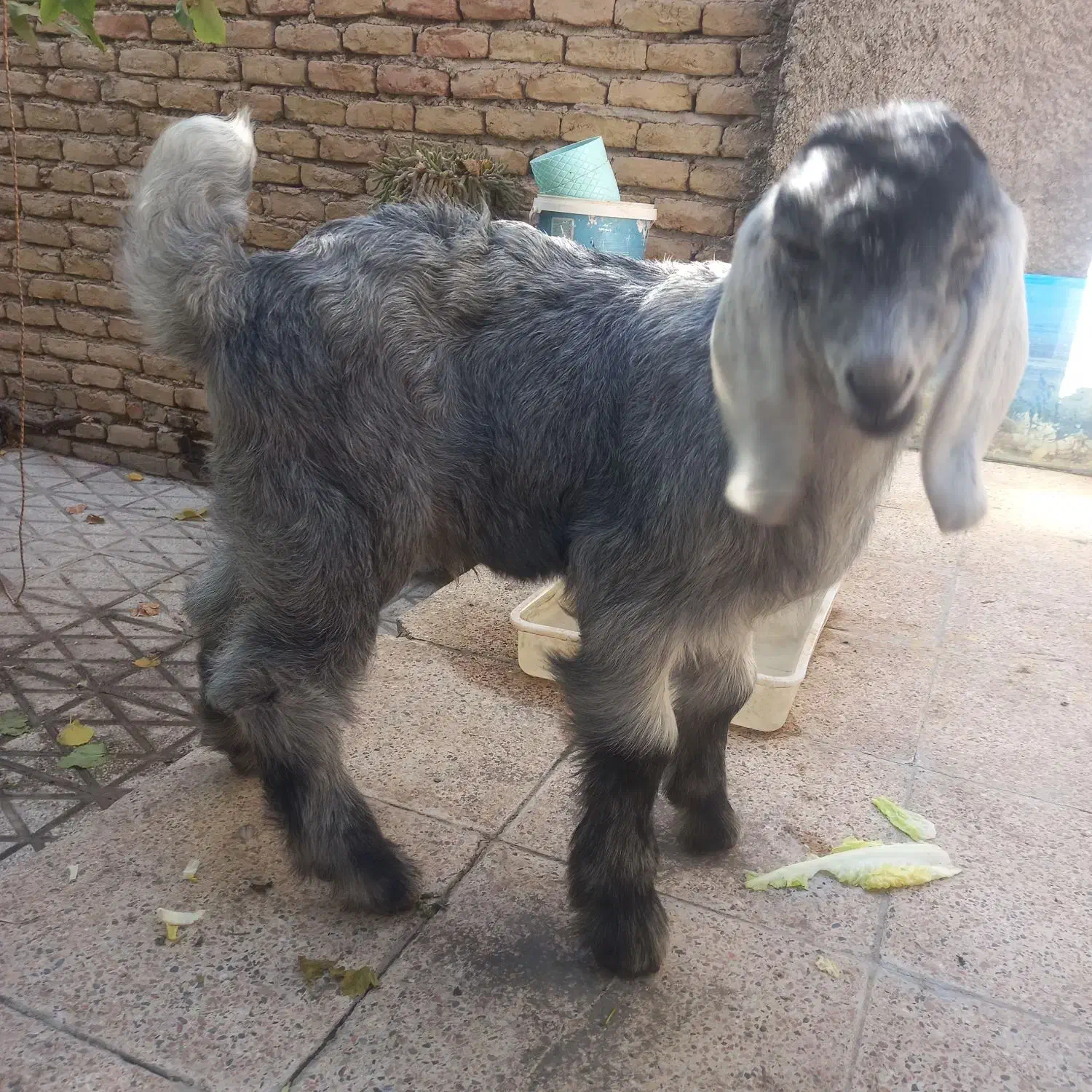 بزغاله ۲ماهه|حیوانات مزرعه|قوچان, |دیوار