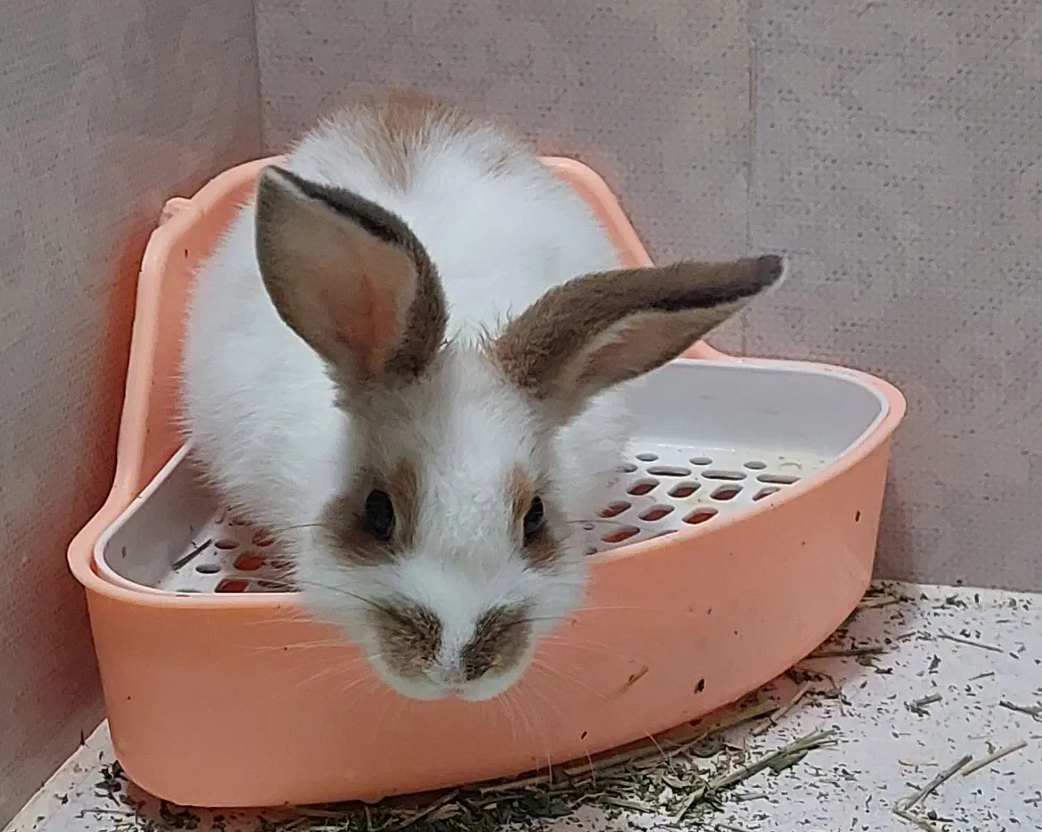 خرگوش|موش و خرگوش|قم, ناصردیوان|دیوار