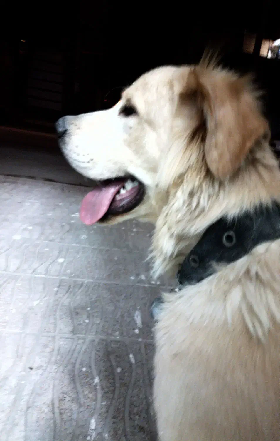 سگ سرابی پوزه خرسی|سگ|کرمانشاه, |دیوار