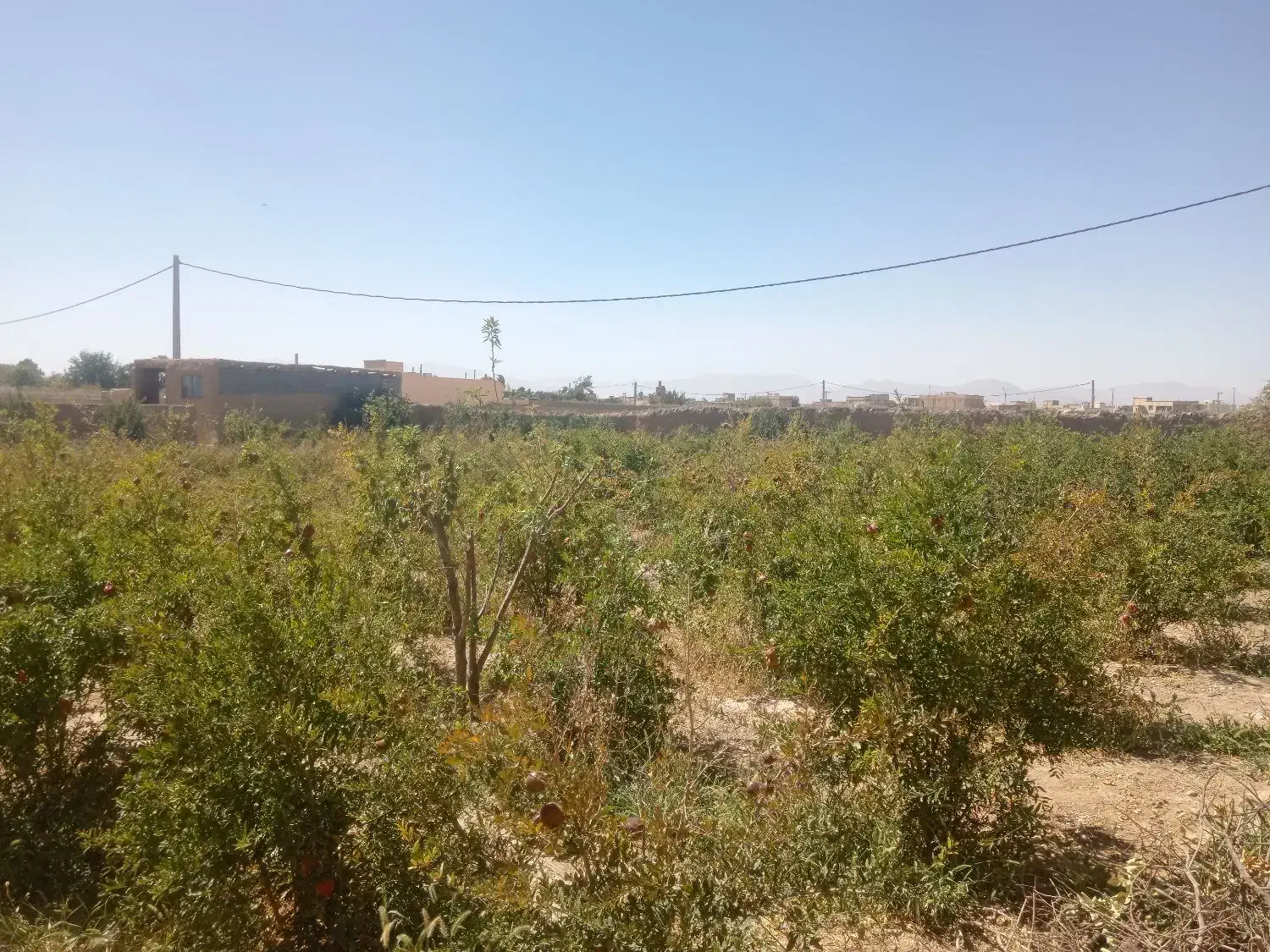 انبار وباغ|فروش زمین و ملک کلنگی|شهرضا, |دیوار