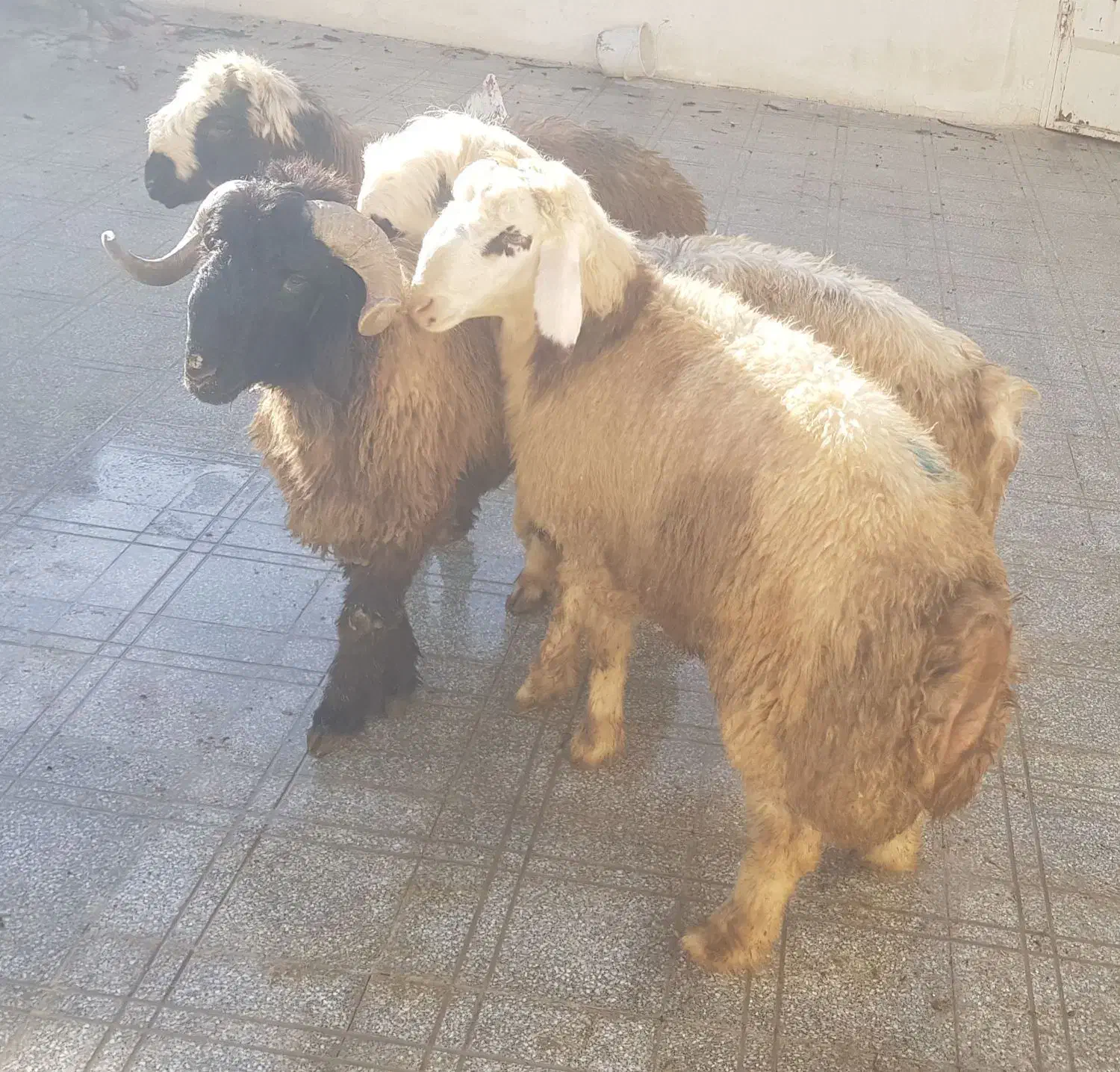 بره پرواری و بره شیری|حیوانات مزرعه|شهرکرد, |دیوار