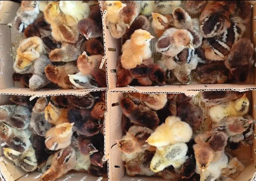 پخش ماکیان اردک جوجه رنگی    محلی گوشتی|حیوانات مزرعه|زاهدان, |دیوار