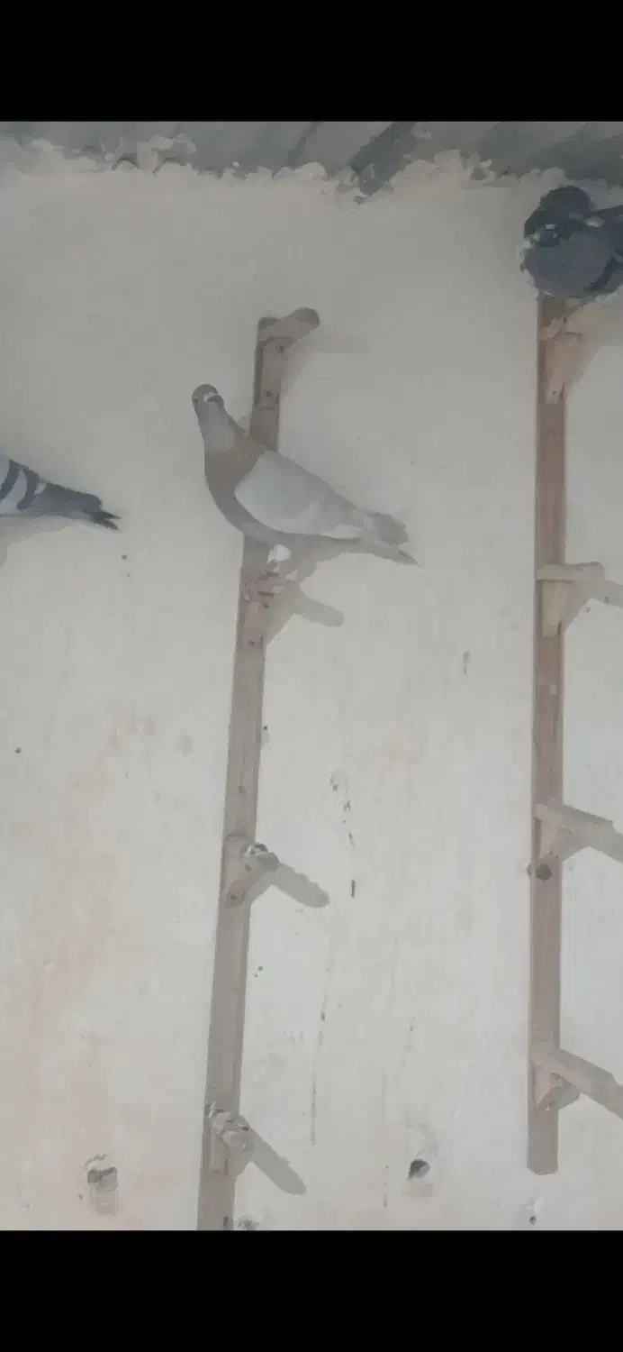 فروش ۲۰تا کفتر جنگنده زرنگ|پرنده|کازرون, |دیوار