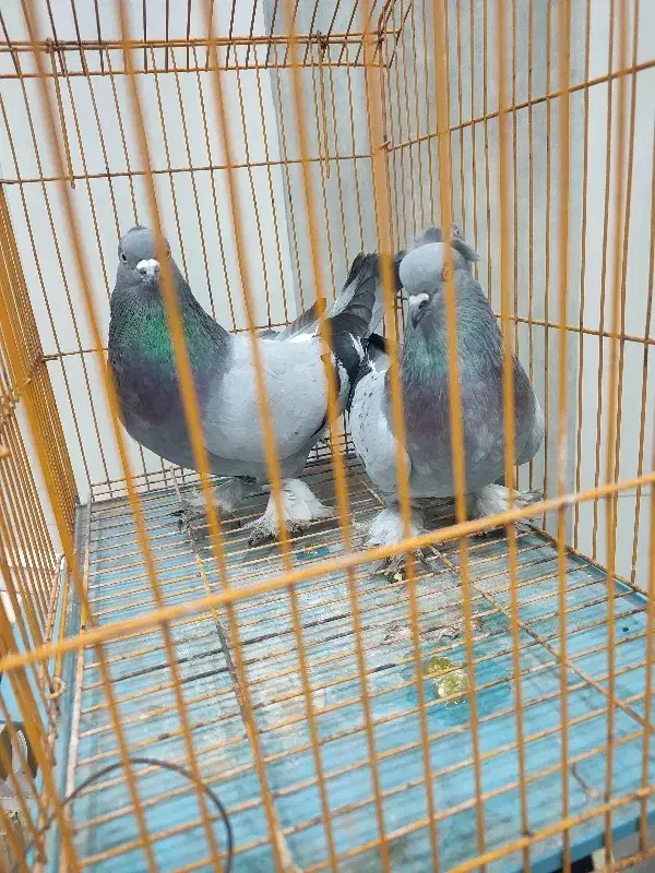 کبوتر|پرنده|امیدیه, |دیوار