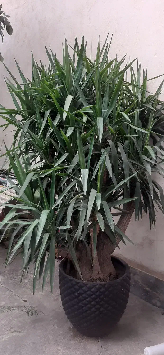 گل درختچه یوکا|گل و گیاه طبیعی|گرگان, |دیوار