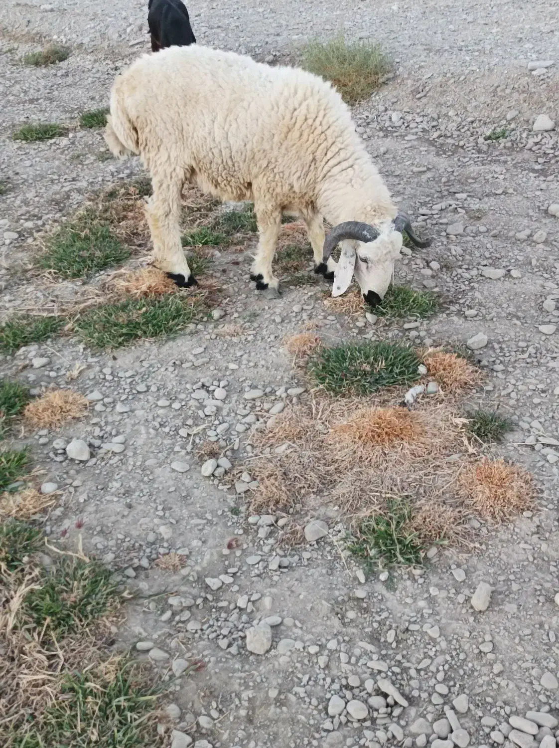 گوسفند و بز|حیوانات مزرعه|ایرانشهر, |دیوار