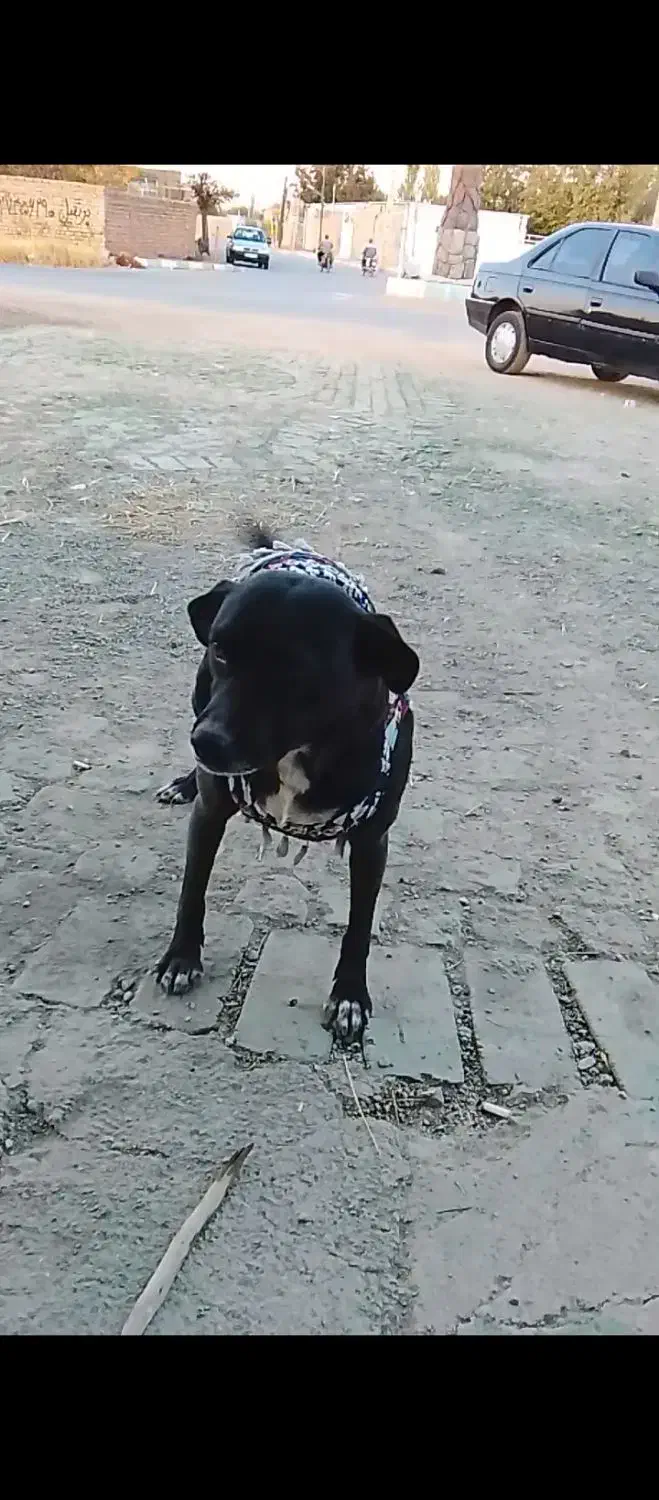 گمشده|حیوانات|ابهر, |دیوار