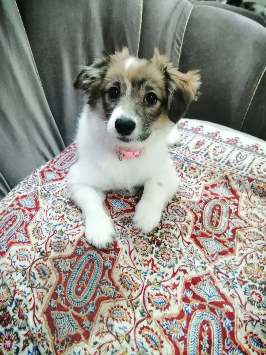 سگ ماده اشپیتز ۴ ماهه ( تیله)|سگ|رشت, ساغری سازان|دیوار