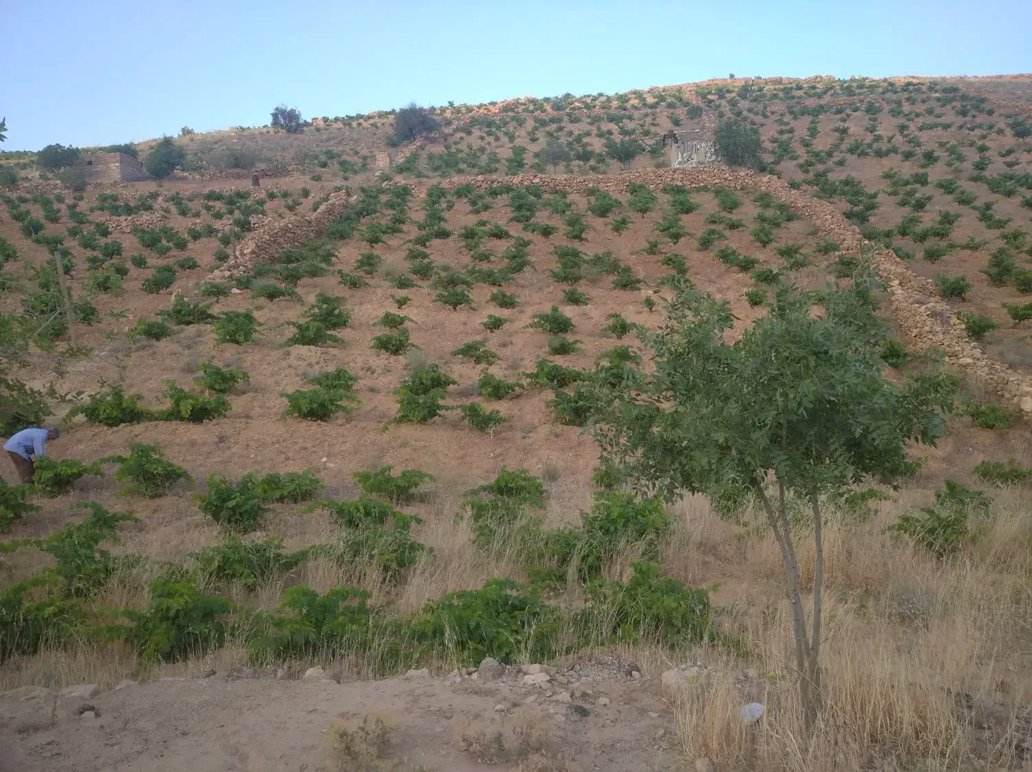 باغ انگور یاقوتی ۳۰۰۰ متری|فروش دفتر صنعتی، کشاورزی، تجاری|شیراز, ویلاشهر|دیوار