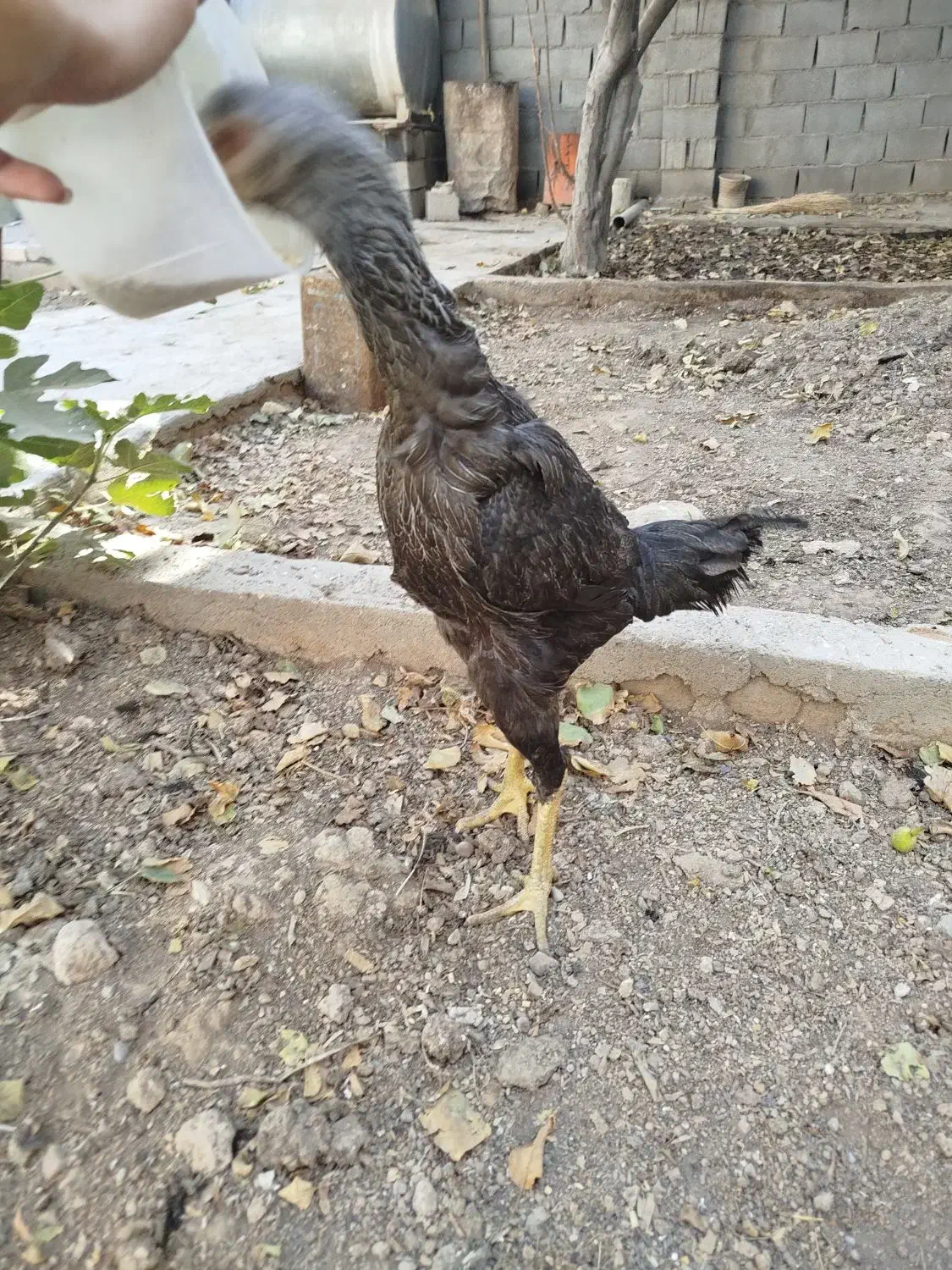 مرغ لاری ۶دنگ خروی لاری|حیوانات مزرعه|مشهد, شهید احمدی روشن|دیوار