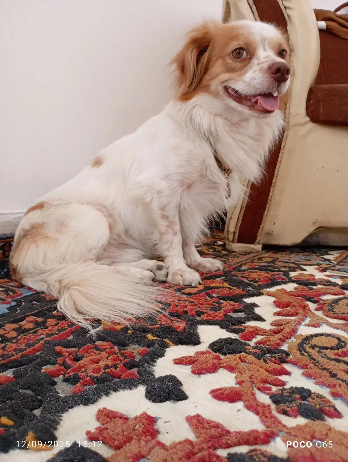 سگ اشپیتز فهمیده|سگ|اهواز, کیانپارس |دیوار