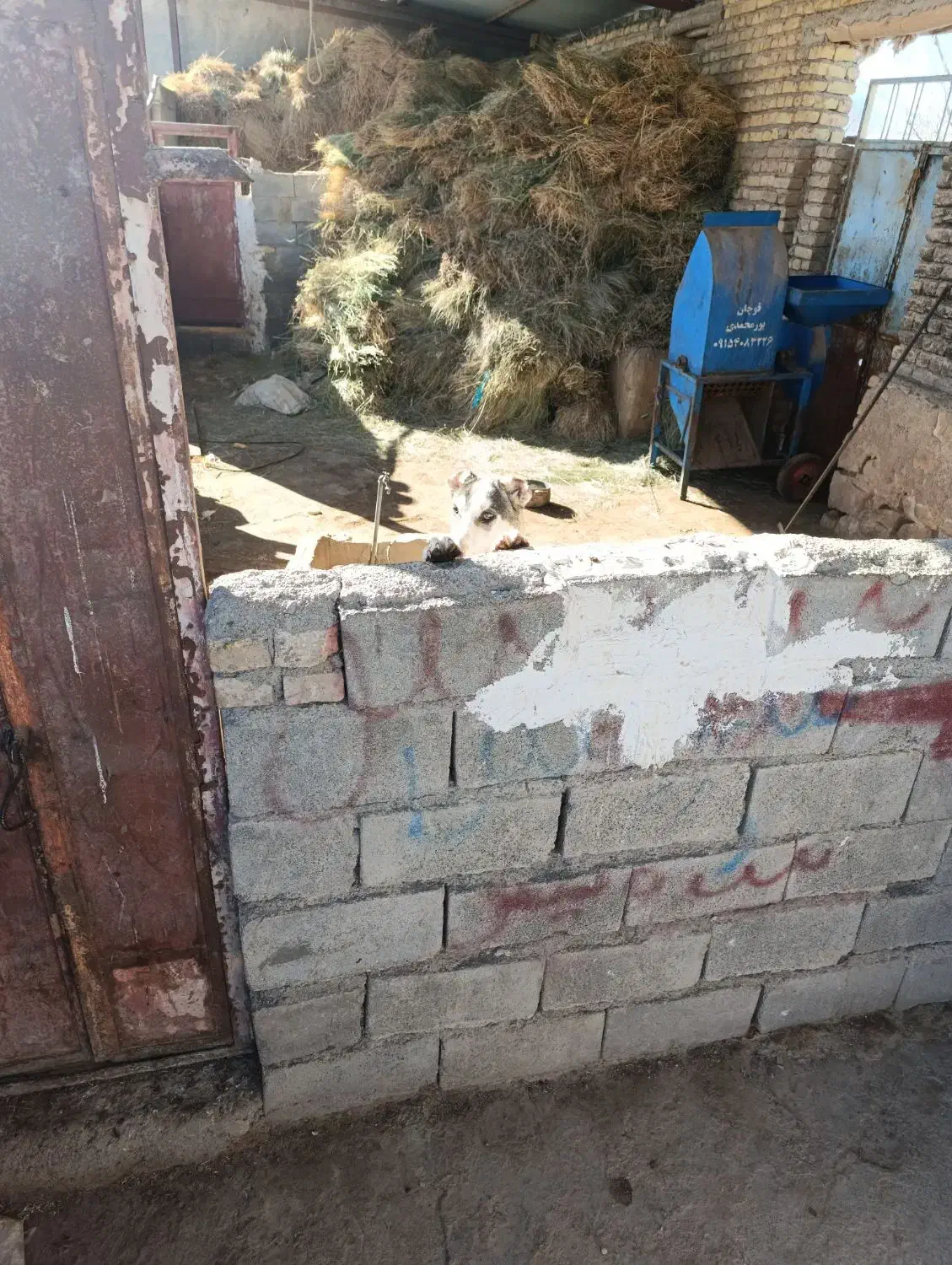 نیستم|سگ|قوچان, |دیوار