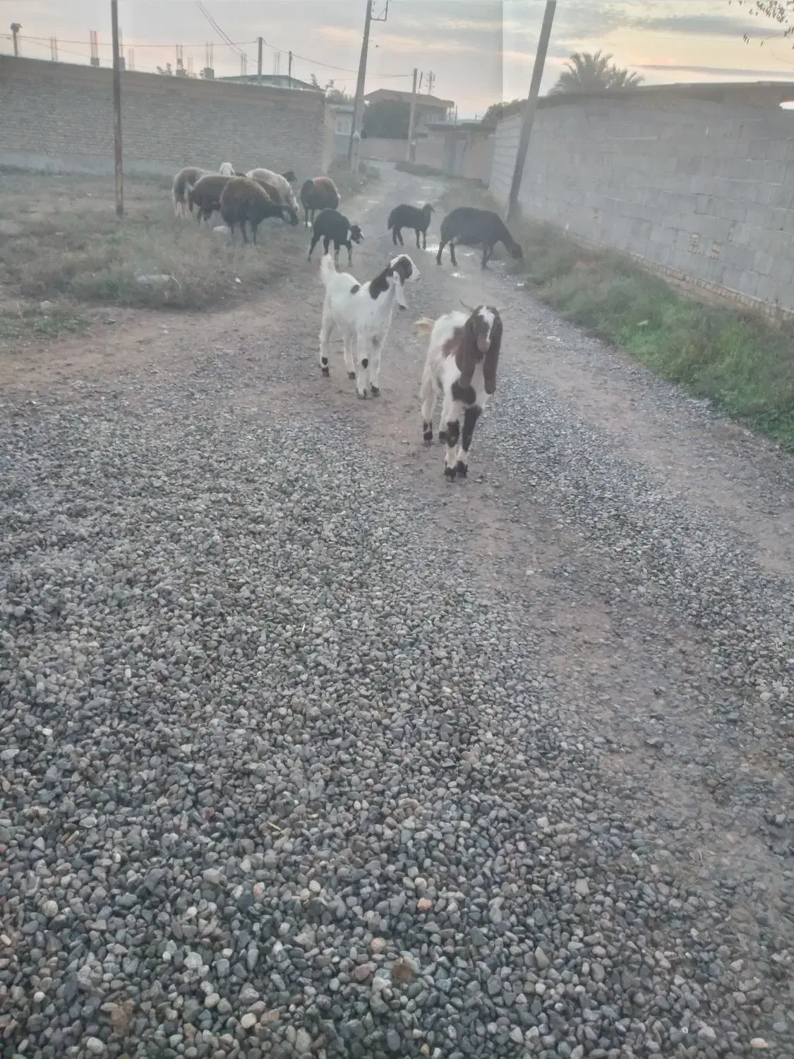 بزغاله نر|حیوانات مزرعه|سرخه, |دیوار