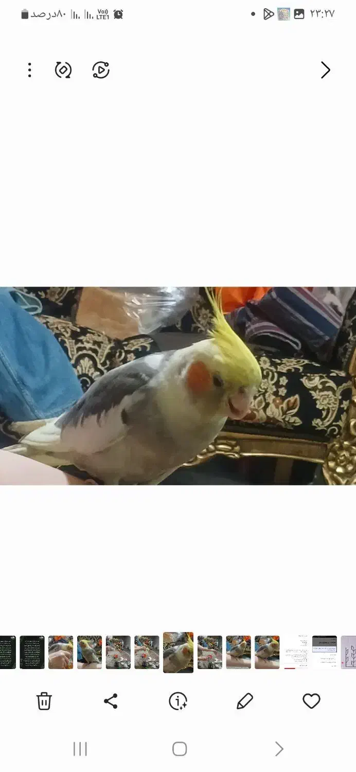 گمشده|پرنده|مهاجران, |دیوار