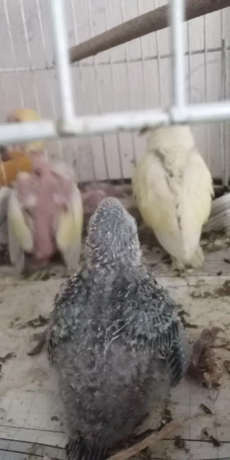 جوجه کوتوله سرلاکی|پرنده|نیشابور, فردوسی جنوبی|دیوار