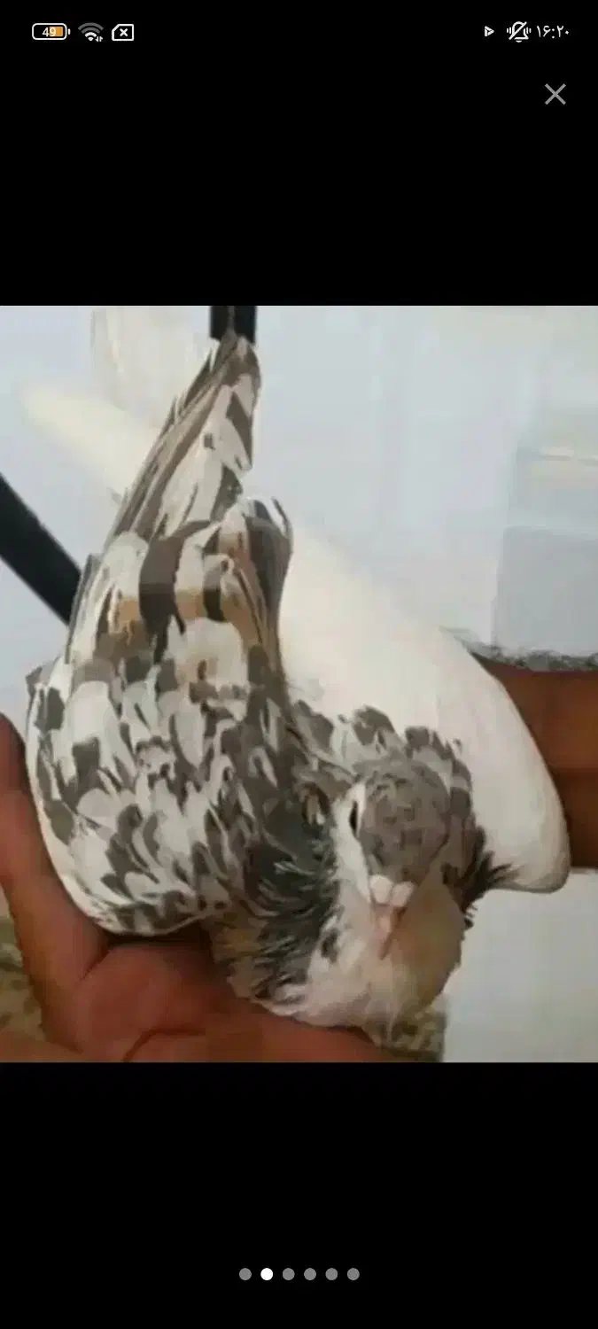 کفتر|پرنده|نیشابور, شهرک اندیشه|دیوار