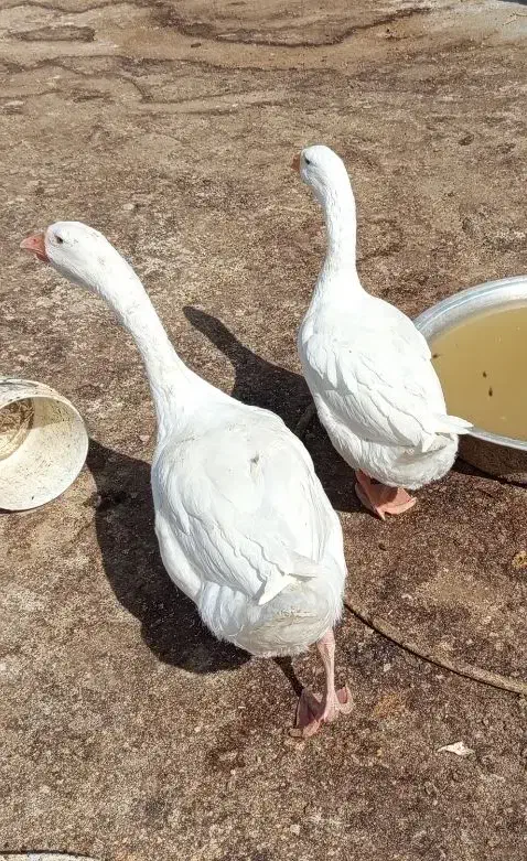 یک جفت قوغاز بالغ|حیوانات مزرعه|زهک, |دیوار