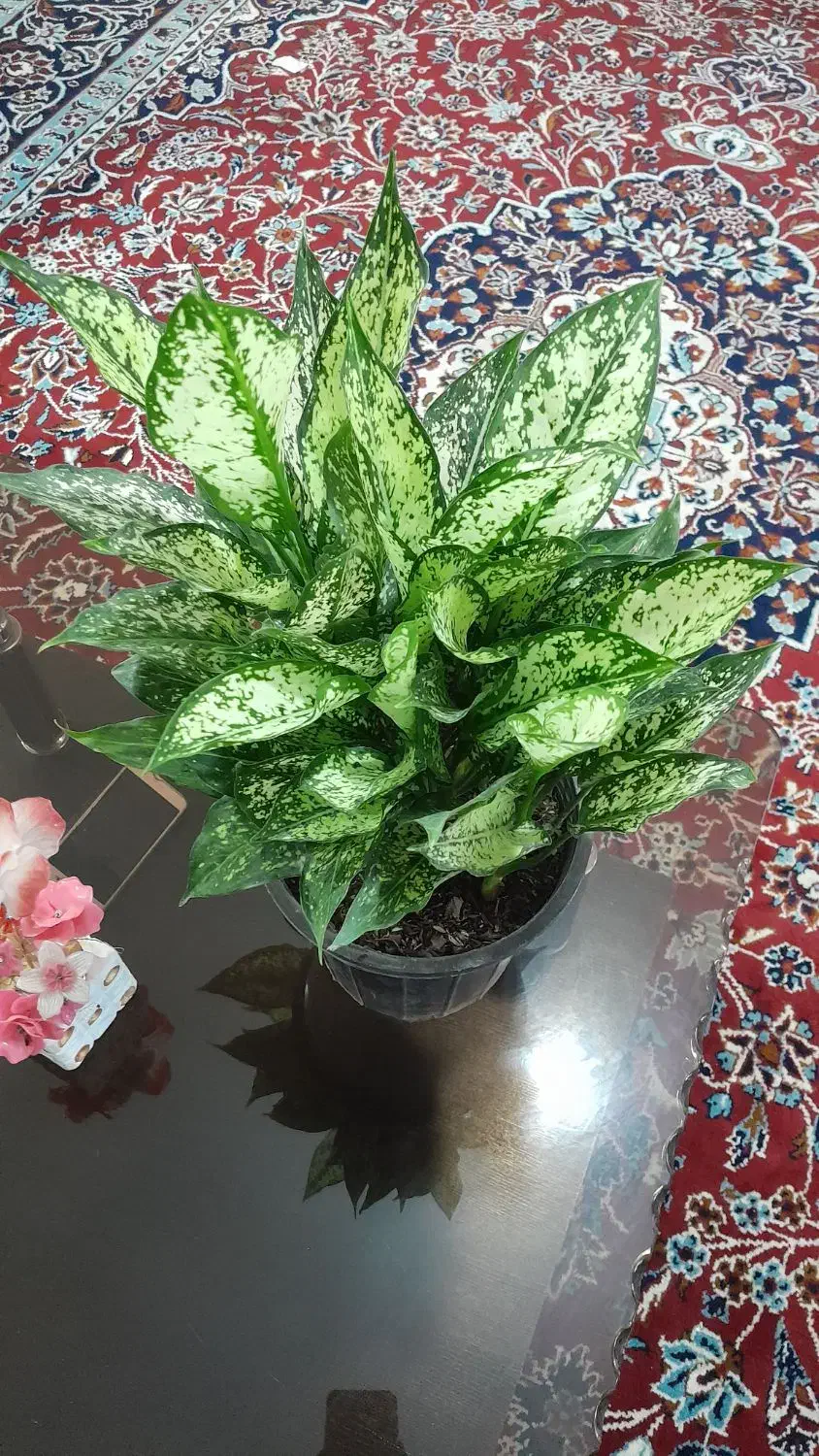 حوض آبنما  وگل گلدان|گل و گیاه طبیعی|سبزوار, شرق کال شمالی|دیوار