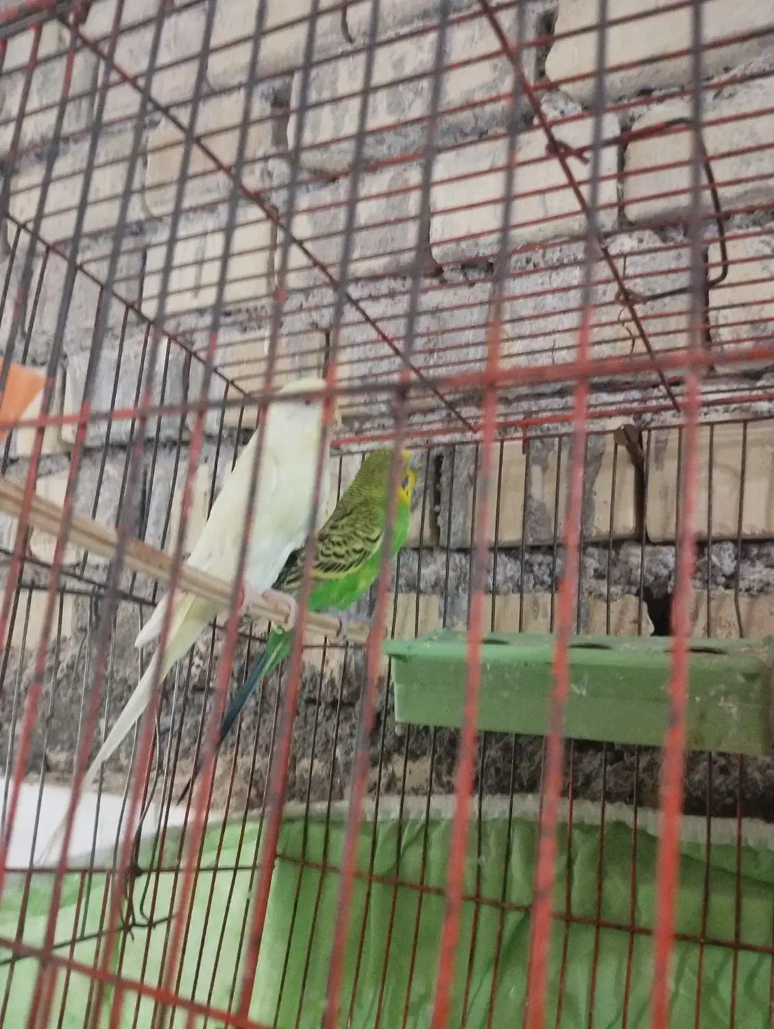 مرغ عشق|پرنده|اهواز, سیاحی(سه راه خرمشهر)|دیوار