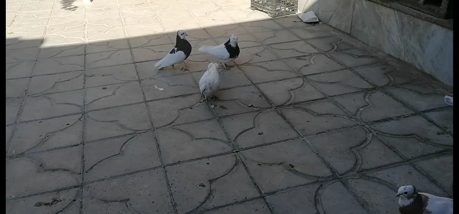 فروش سی عدد طوقی همه مدل دونه ای 500 هزار تومان|پرنده|استهبان, |دیوار