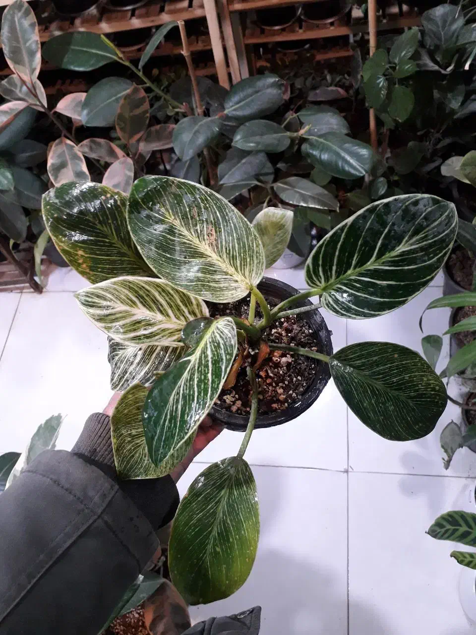 گل طبیعی...|گل و گیاه طبیعی|قوچان, |دیوار