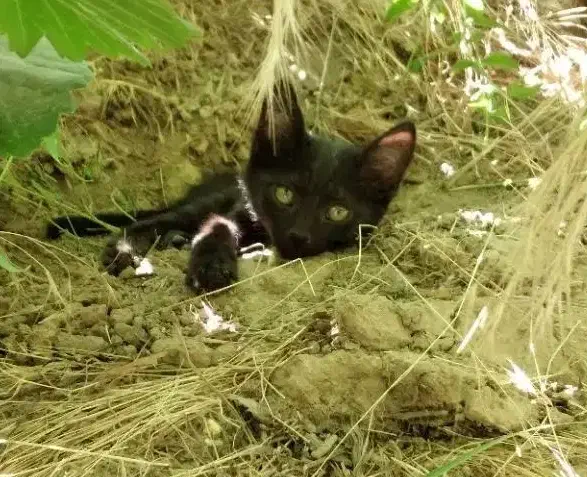 فروش گربه|گربه|مراغه, |دیوار