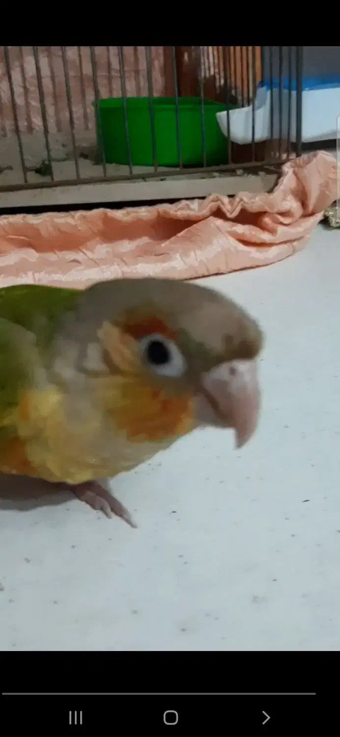 طوطی|حیوانات|میاندوآب, |دیوار