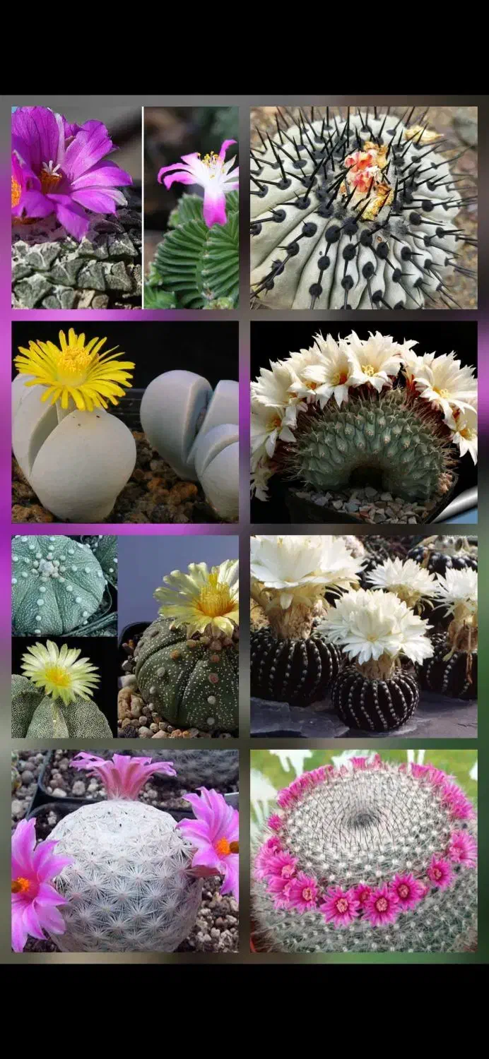 انواع و اقسام کاکتوس های گلدار و پیوندی|گل و گیاه طبیعی|رشت, خرسندی|دیوار