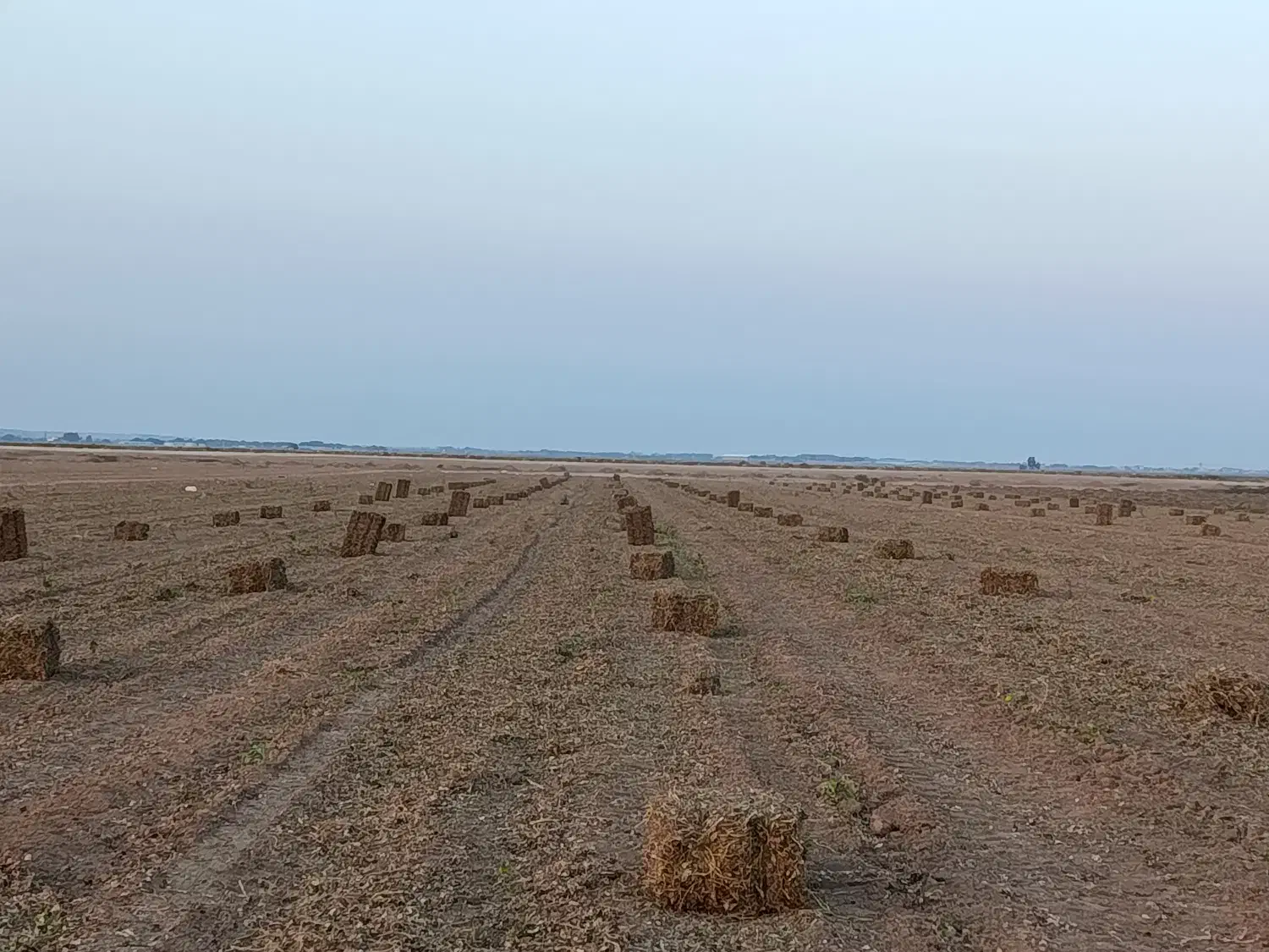 علف و پرس بادام زمینی|عمدهفروشی|اسلام آباد, |دیوار