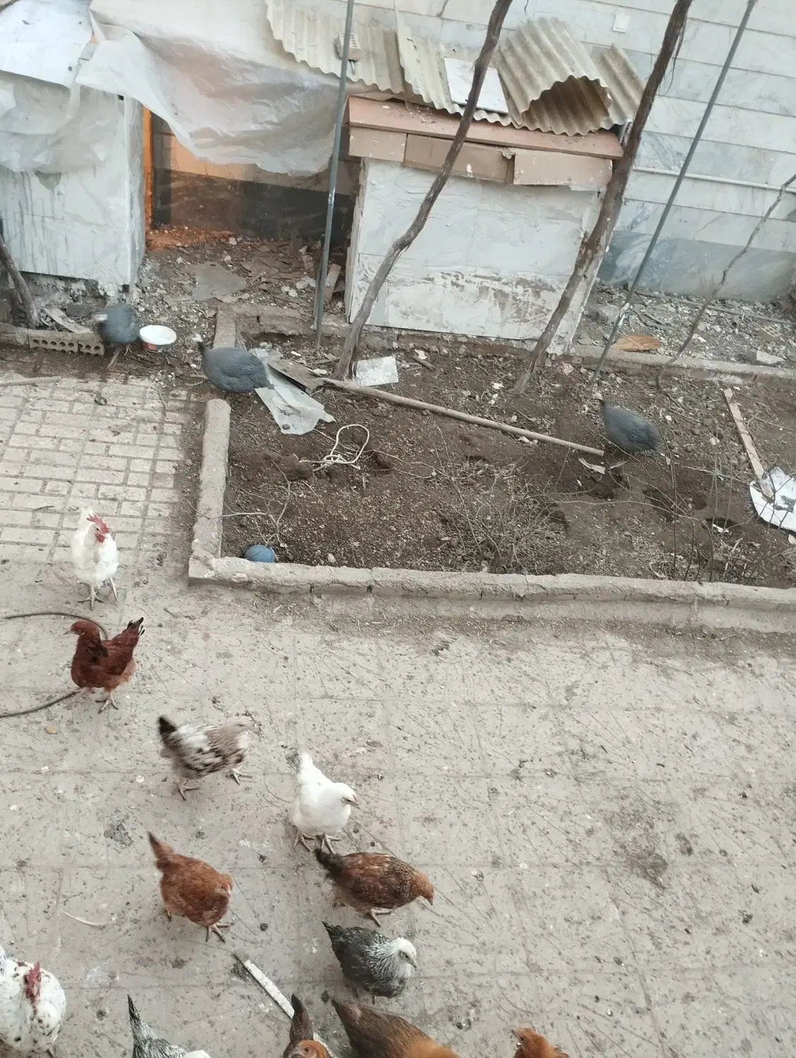 مرغ شاخدار|حیوانات مزرعه|پاکدشت, حصار امیر|دیوار