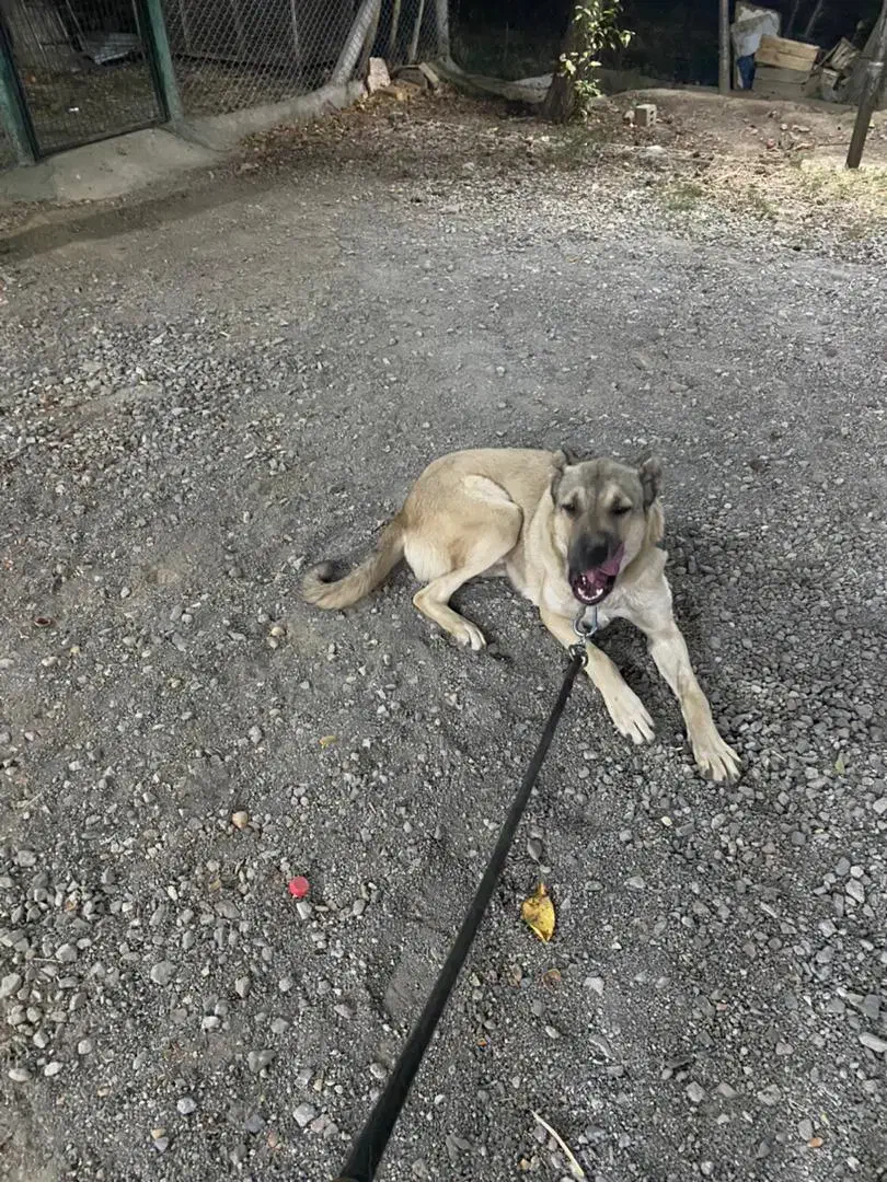 کانگال (میکسد)|سگ|مرند, |دیوار