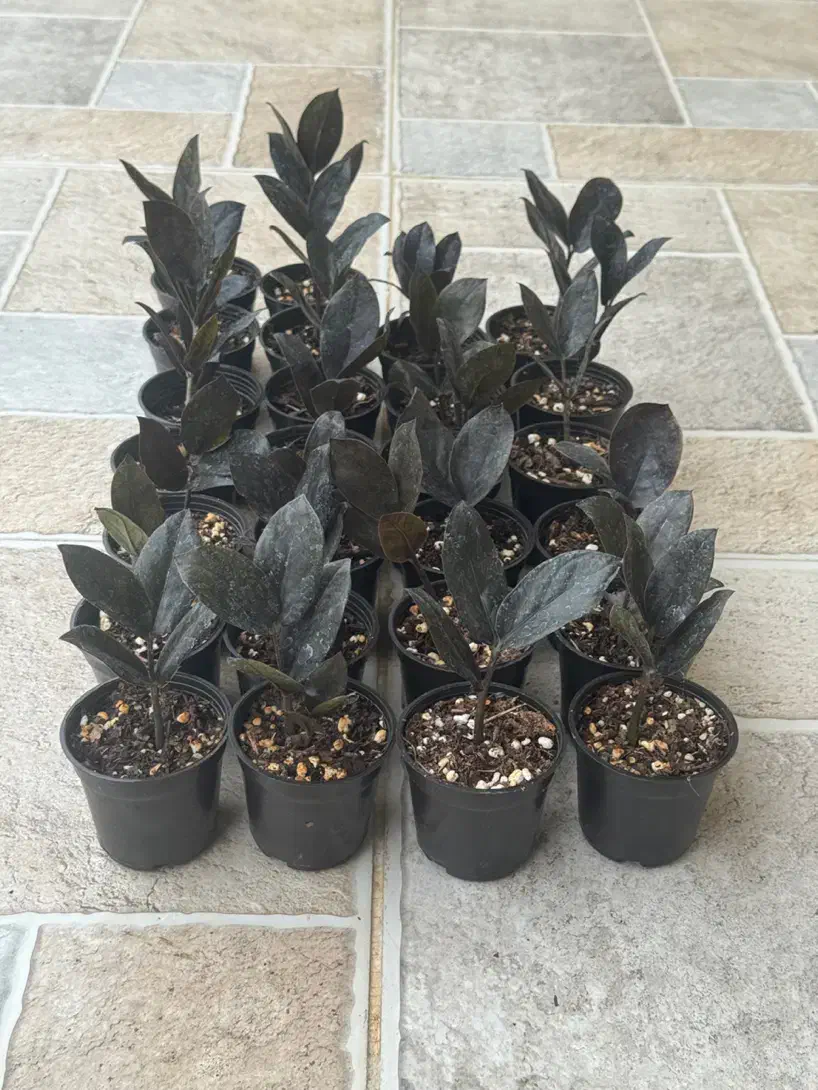 زاموفیلیا بلک|گل و گیاه طبیعی|پارس‌آباد, |دیوار