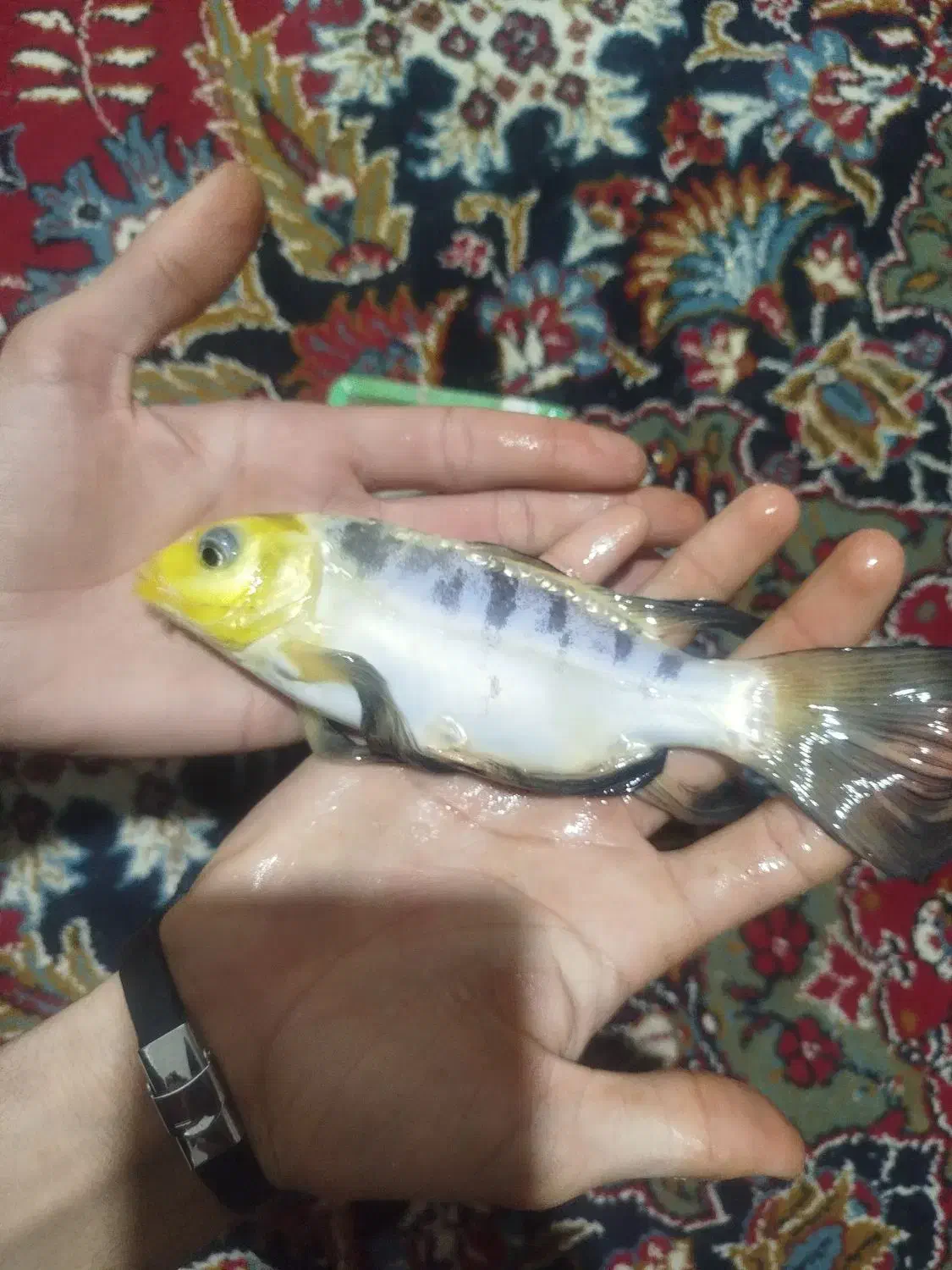 ماهی کوئی|ماهی|زابل, |دیوار