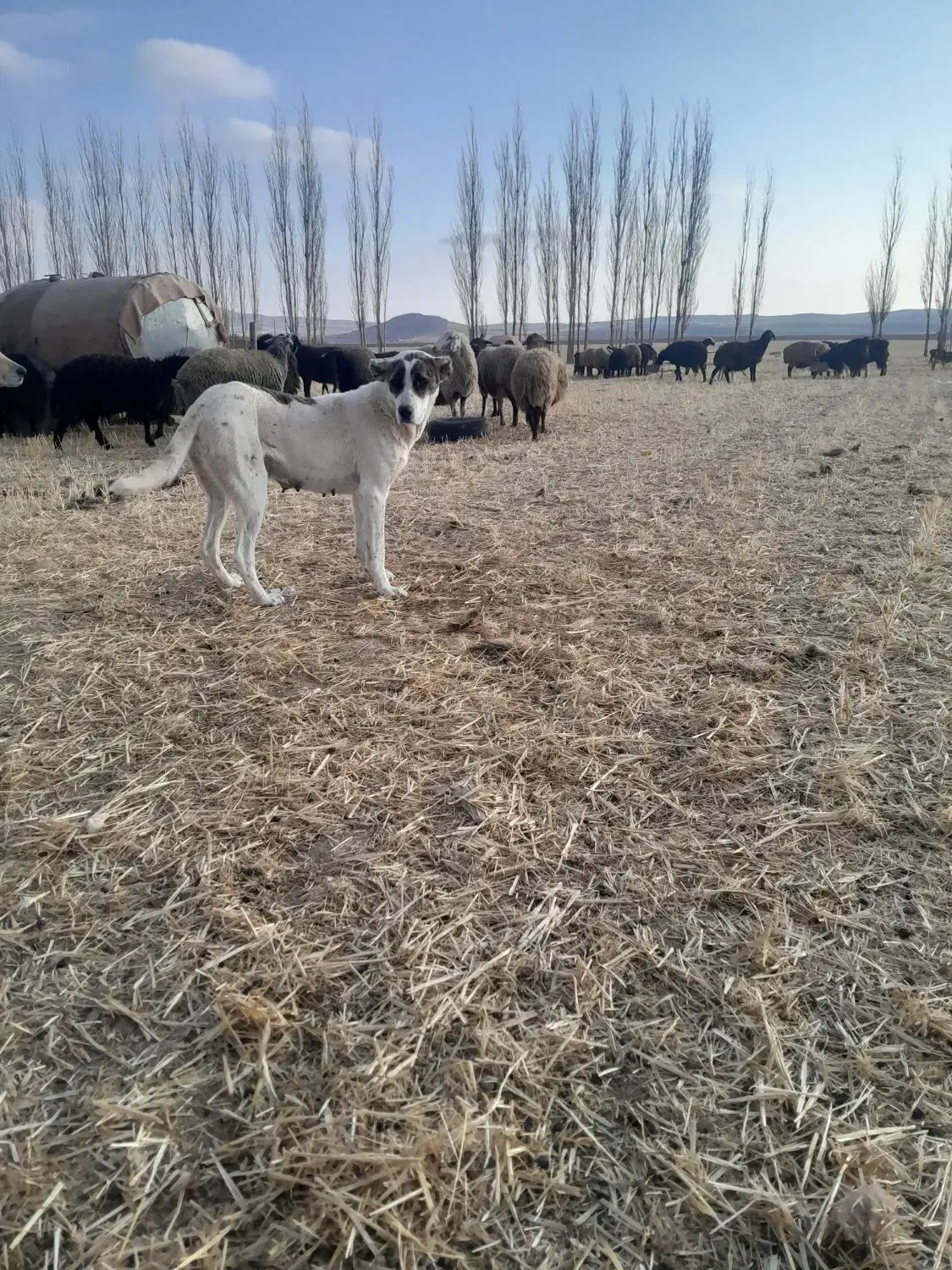 ماده خرسانی|سگ|شاهنجرین, |دیوار