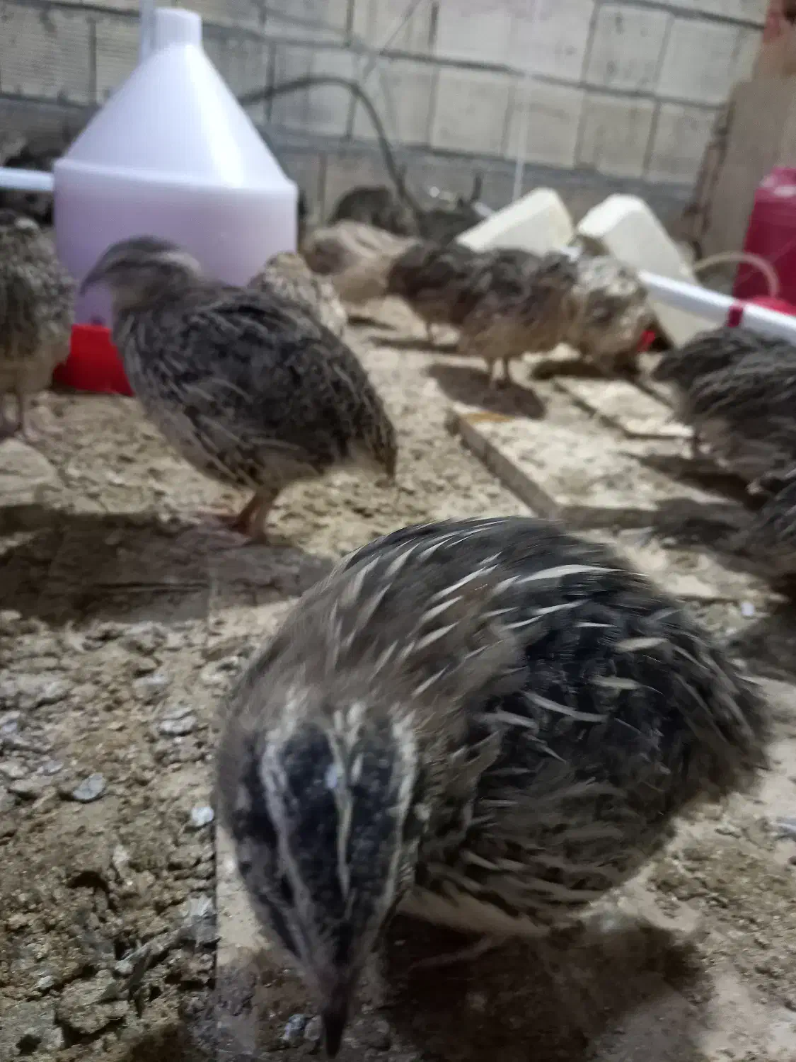 بلدرچین|حیوانات مزرعه|خمینیشهر, |دیوار