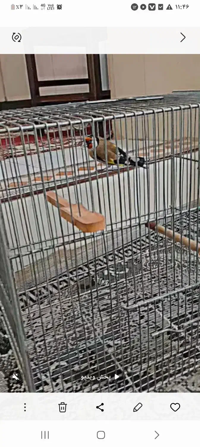 سهره چهار گل قفس|پرنده|مشهد, سراب|دیوار