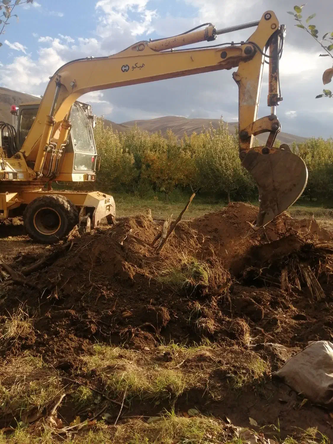 خرید انواع چوب|خدمات باغبانی و درختکاری|ارومیه, |دیوار