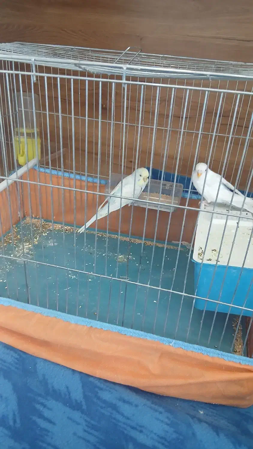 مرغ عشق|پرنده|شیراز, شهرک بزین|دیوار