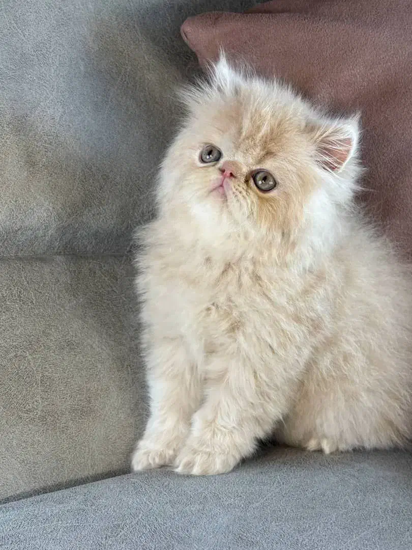 ملوسای بلا|گربه|رشت, منظریه|دیوار