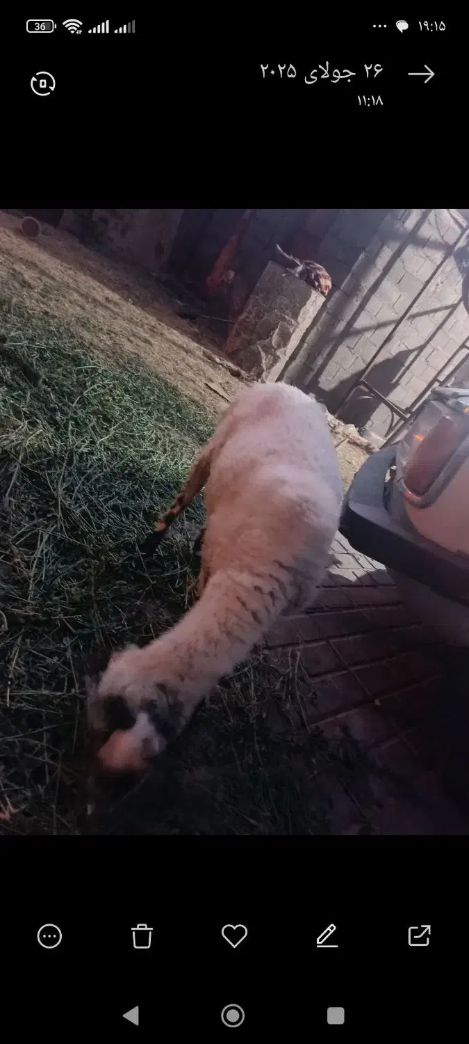 گوسفند گیسه رشتی و بره گیسه ابستن از قوچ هترو|حیوانات مزرعه|نرماشیر, |دیوار