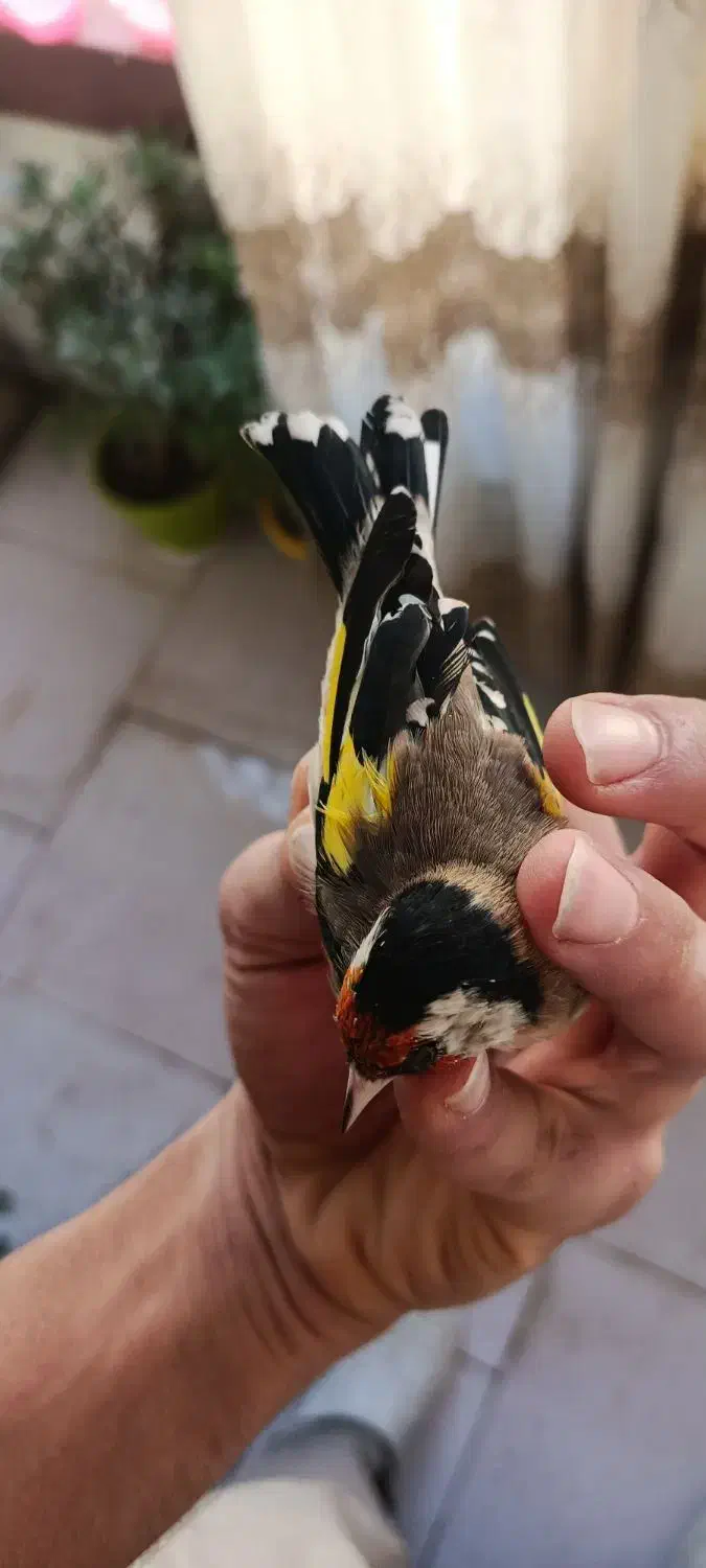 سهره جوجه بهاره|پرنده|هشتگرد, شهرک پارسیان|دیوار