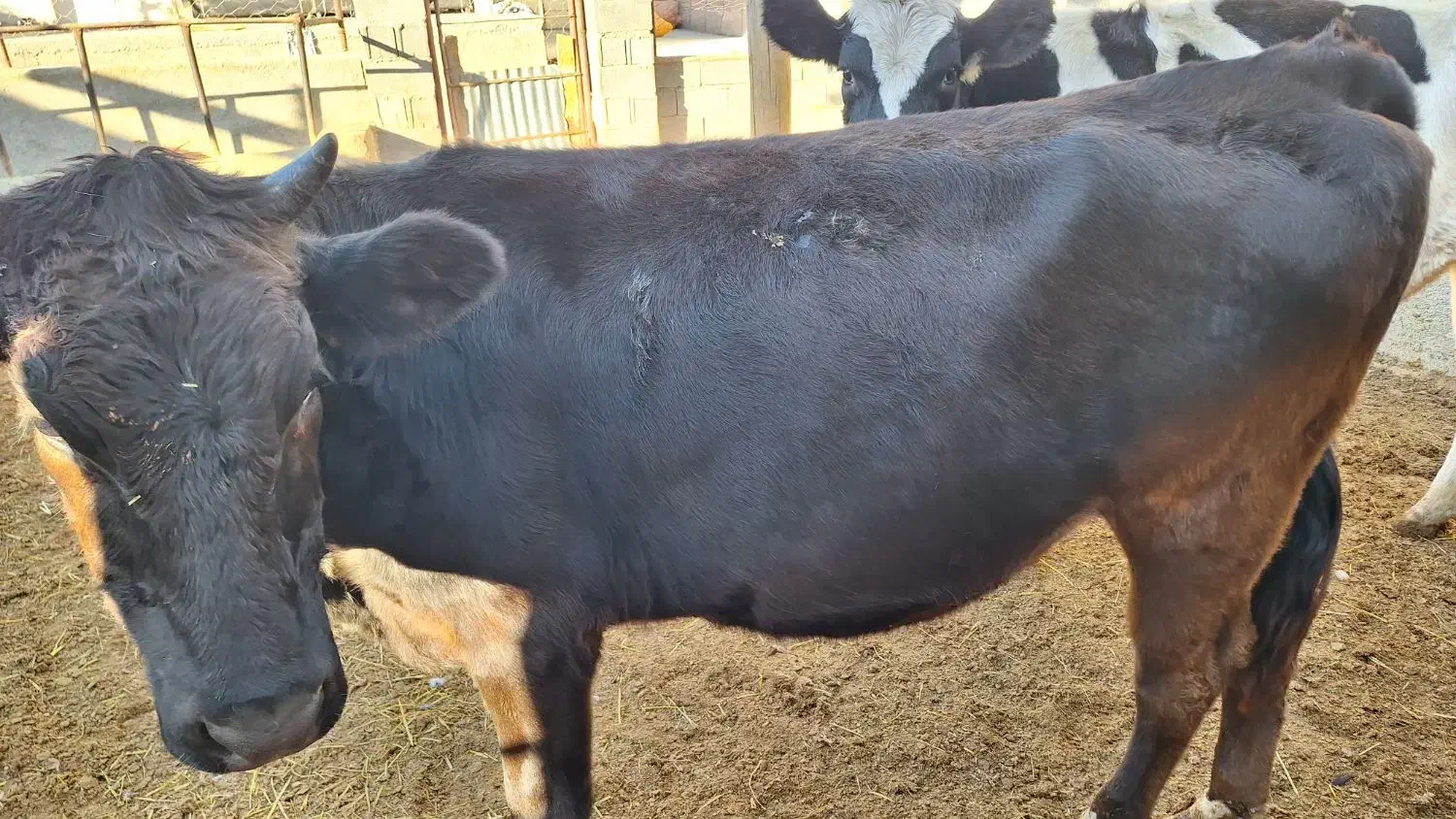 تلیسه از یک ماه ابستن تا ۶ ماه|حیوانات مزرعه|شیروان (خراسان), |دیوار