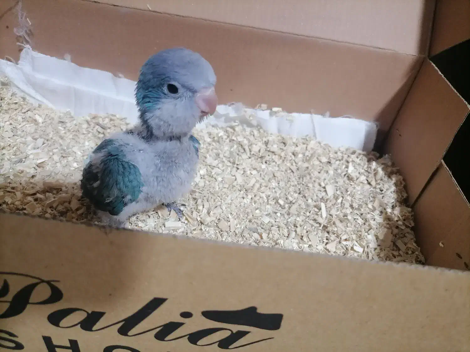 جوجه راهب|پرنده|کاشمر, |دیوار