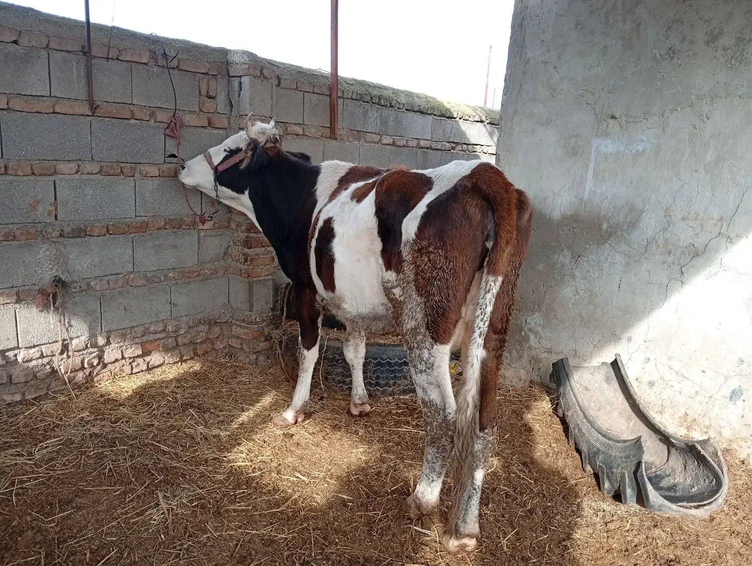 گاو سمینتال با گوساله سمینتال ماده|حیوانات مزرعه|آق قلا, |دیوار