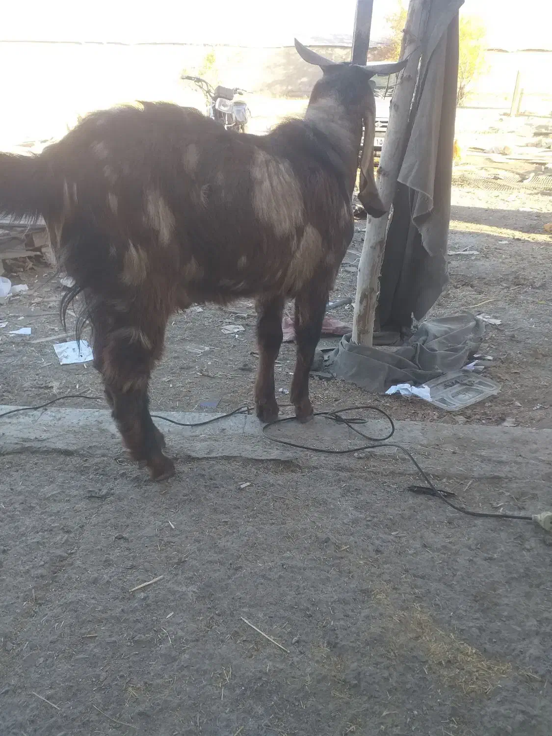 بزغاله پاکستانی ۱۰ ماهه سالم وسرحال|حیوانات مزرعه|مشهد, امیریه|دیوار